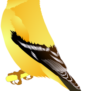Bird PNG
