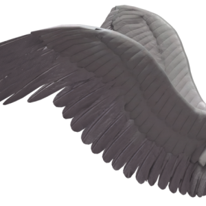 Wings PNG
