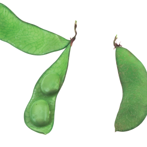 Green bean PNG