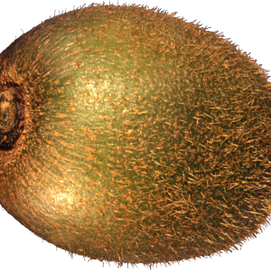 Kiwi PNG image, free fruit kiwi PNG pictures download