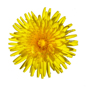 Dandelion PNG