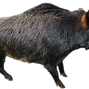 Boar PNG