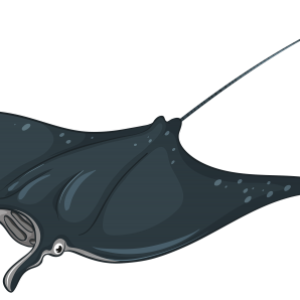 Stingray PNG