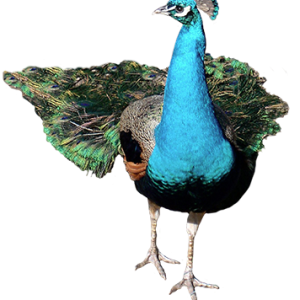Peacock PNG