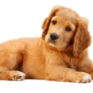Dog PNG