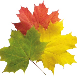 autumn PNG leaves