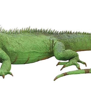 Iguana PNG