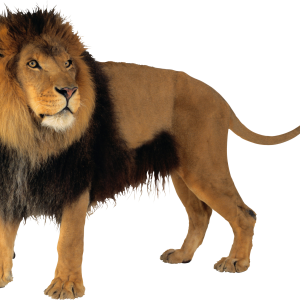 Lion PNG image