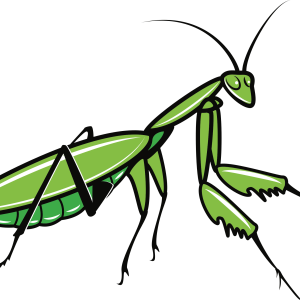 Mantis PNG