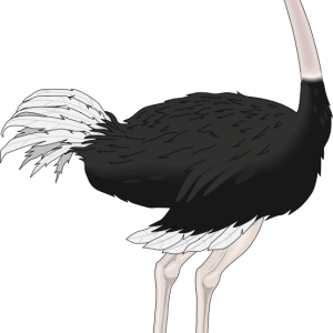 Ostrich PNG