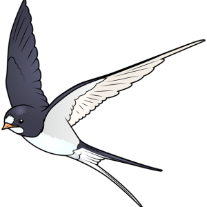 Swallow PNG