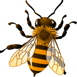 Bee PNG