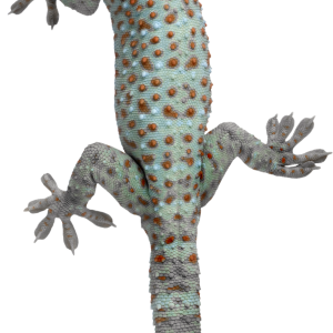 Gecko PNG