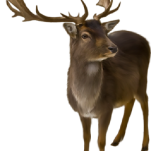 Moose, elk PNG