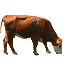 cow PNG