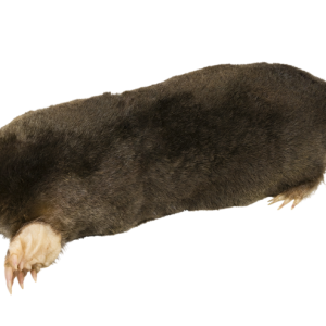 Mole PNG