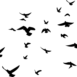 Bird PNG