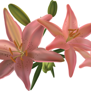 Lilium PNG