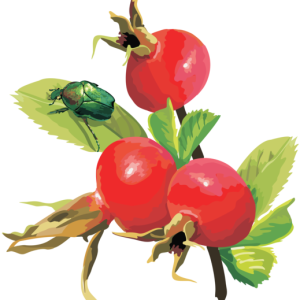 Rose hip PNG