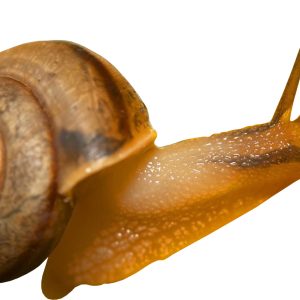 Snail PNG