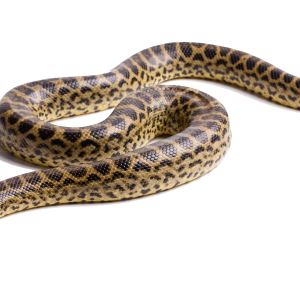 Anaconda PNG