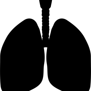 Lungs PNG
