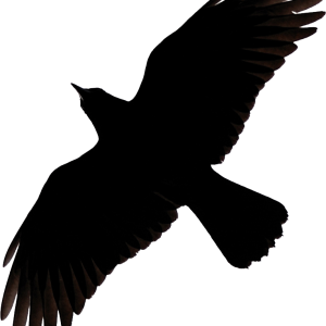 Raven PNG
