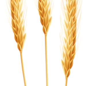 Wheat PNG
