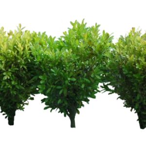 Bushes PNG image