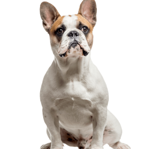Bulldog PNG