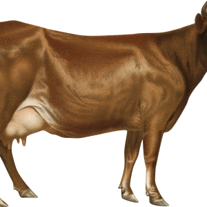 cow PNG