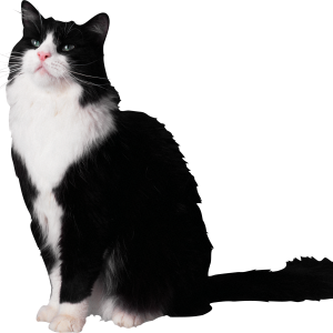Cat PNG