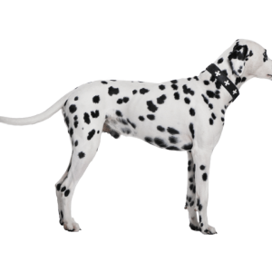 Dalmatian PNG
