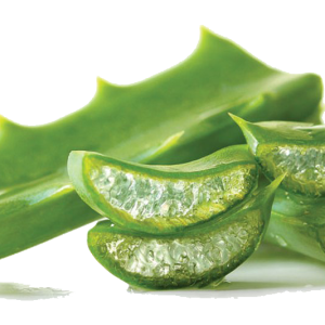 Aloe vera PNG