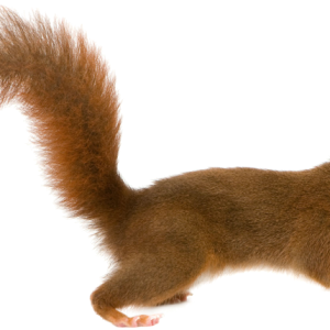 Squirrel PNG