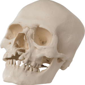 Skull PNG