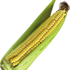 Corn PNG image