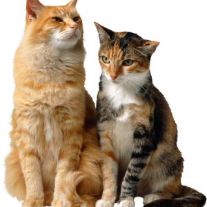 2 cats sitting PNG