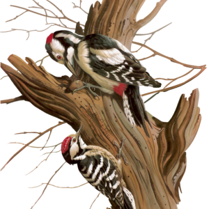 Woodpecker PNG
