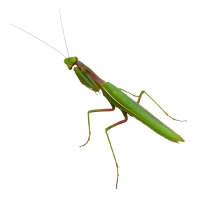 Mantis PNG