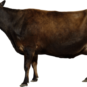 cow PNG