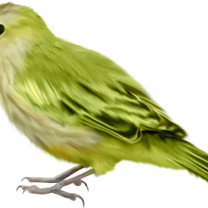 Bird PNG