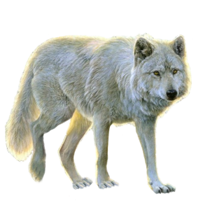 Wolf PNG