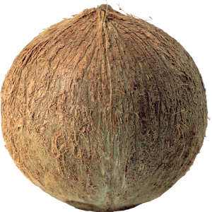 Coconut PNG image