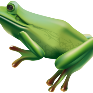 Frog PNG