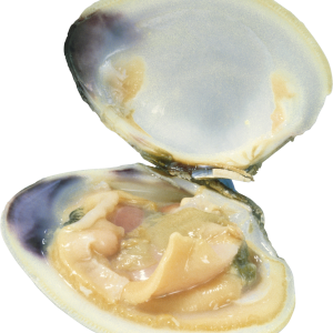 Mussel PNG