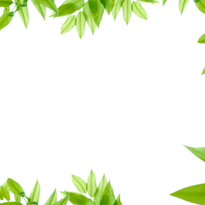 Jungle PNG