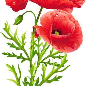 Poppy flower PNG