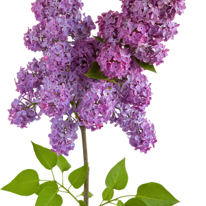 Lilac PNG