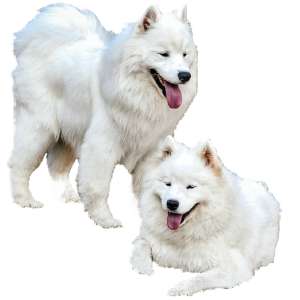 Samoyed PNG